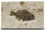 Detailed Fossil Fish (Cockerellites) - Wyoming #300267-1